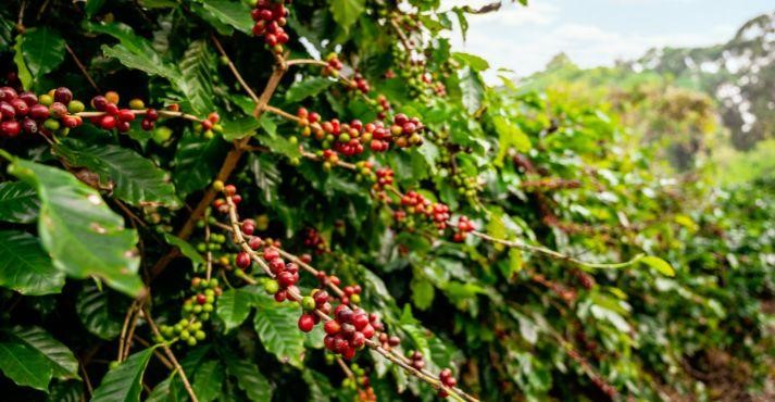 Coffee-Beans-in-Coffee-Plantation