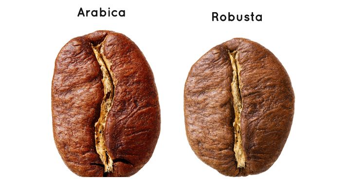robusta vs arabic coffee