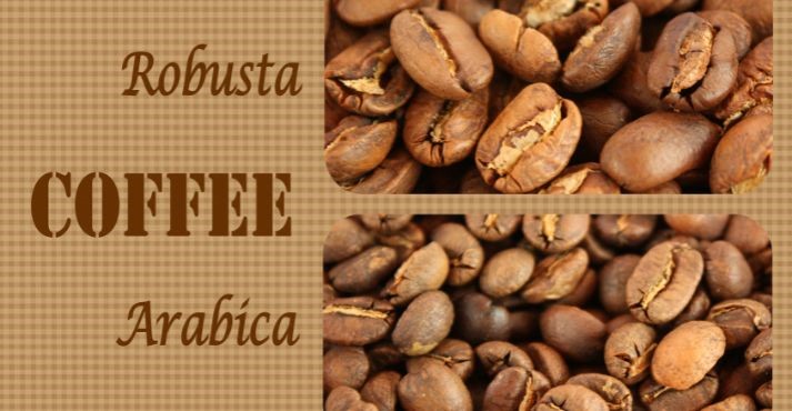 Coffee Beans Varieties robusta and arabica
