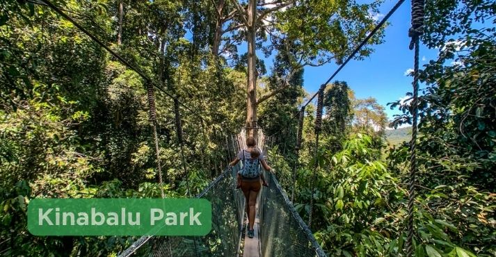 Kinabalu Park Malaysia