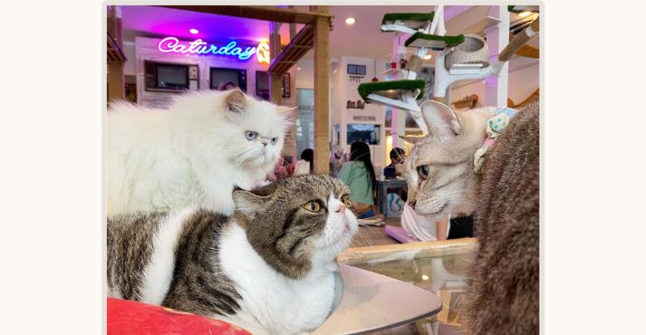 caturday cat cafe bangkok